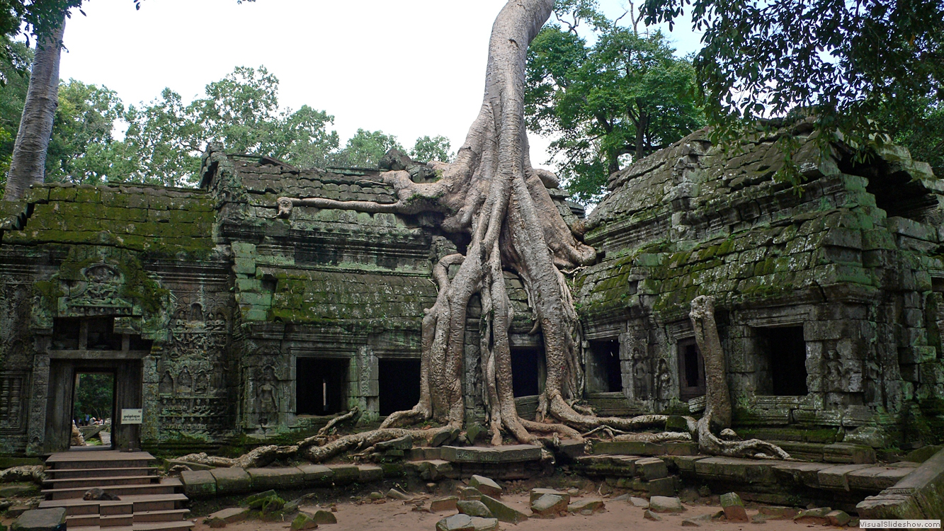Angkor (Ta Prohm)