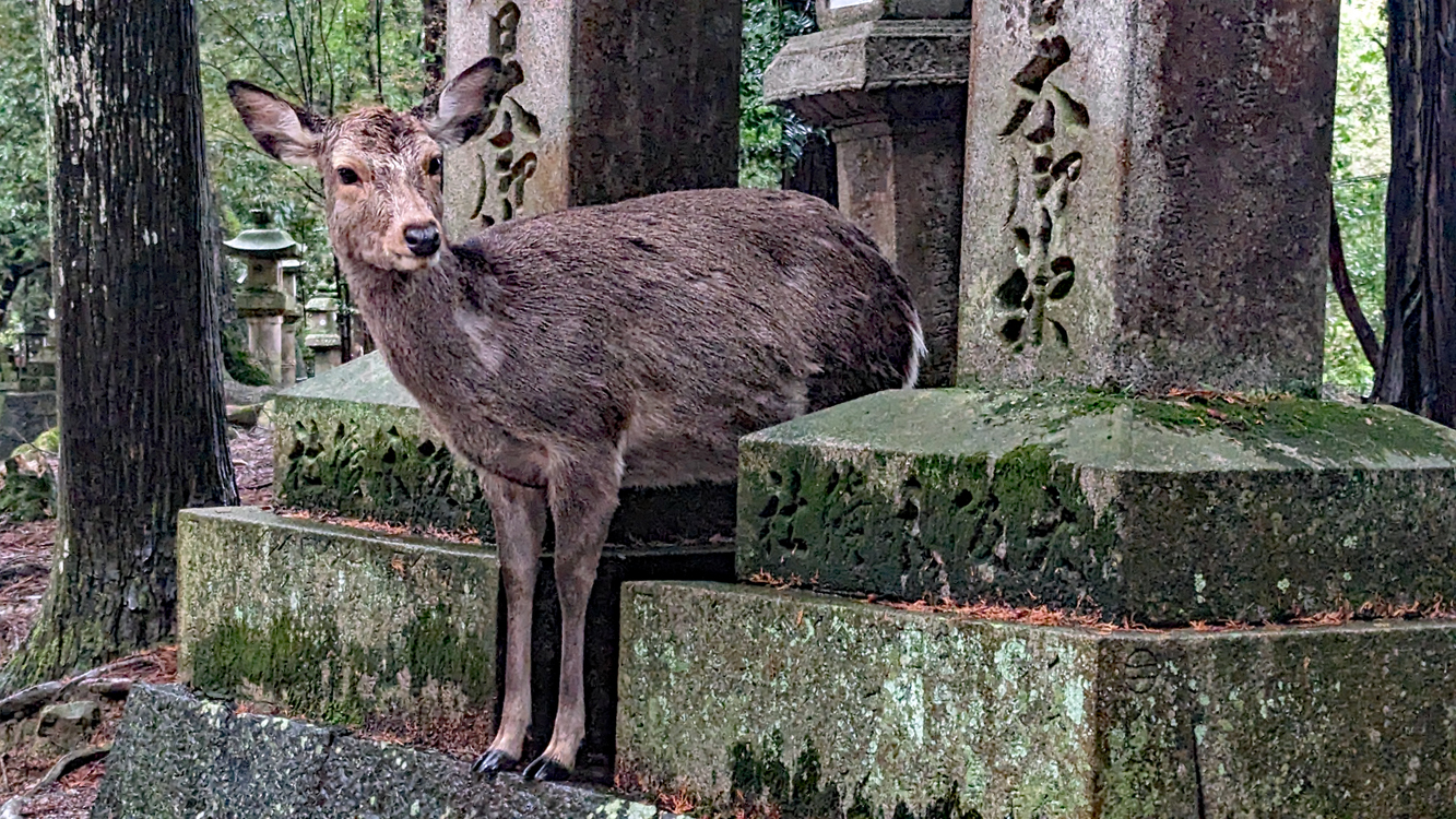 Nara 4
