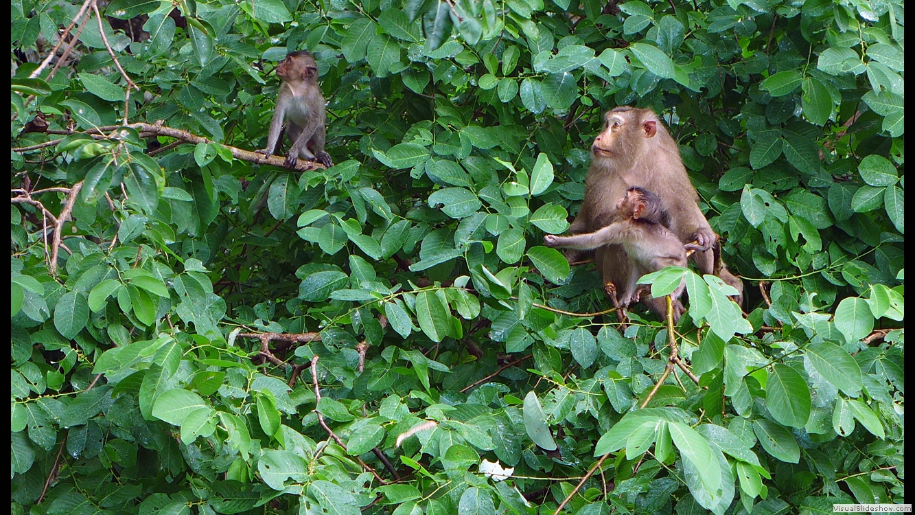 Cambodia 1