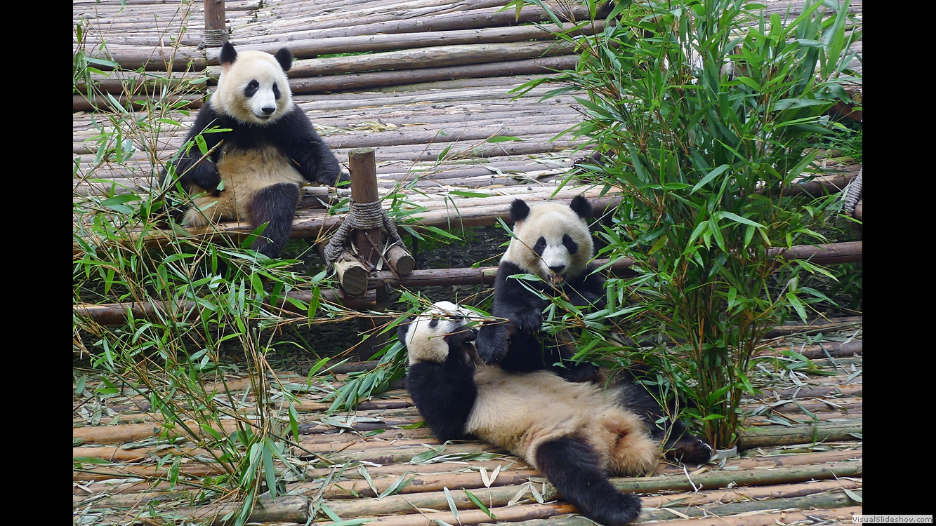 Sichuan 04 (Chengdu)