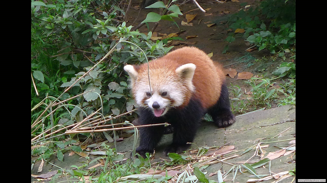 Sichuan 05 (Chengdu)
