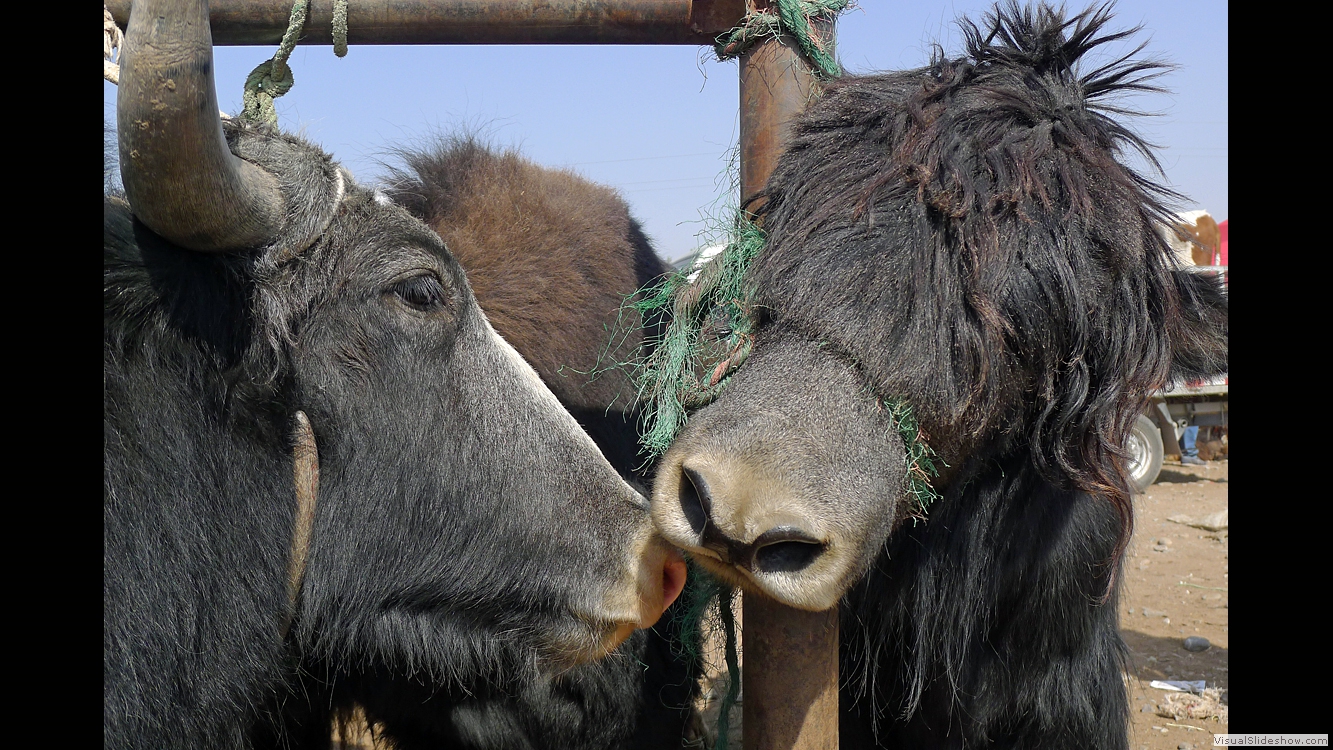 Xinjiang 4 (Kashgar)