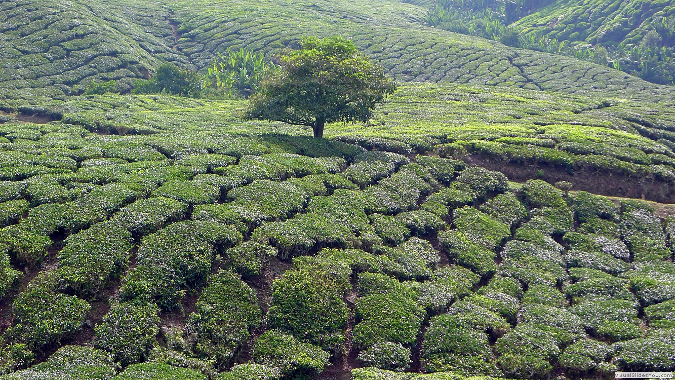 Cameron HIghlands 2