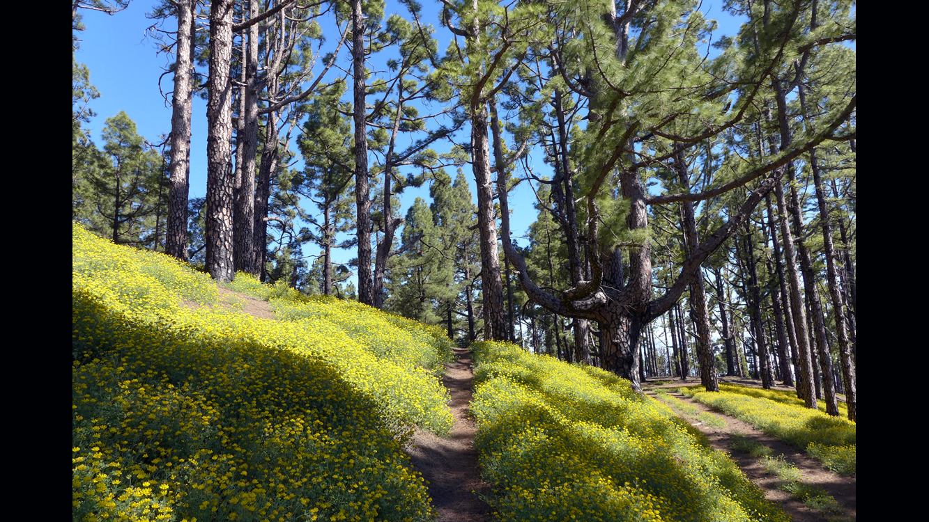 La Palma Ruta de los Volcanos