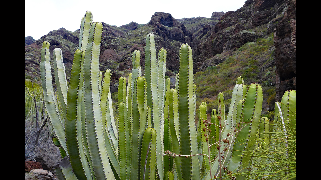Tenerife Anaga