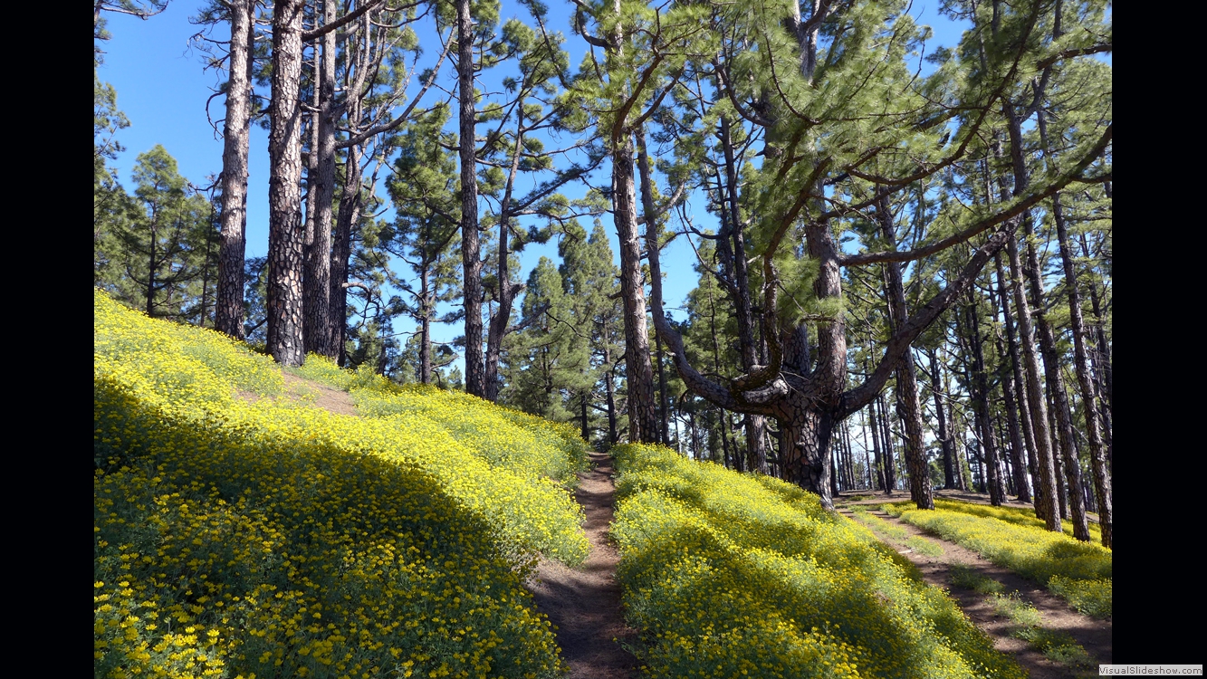 La Palma Ruta de los Volcanos