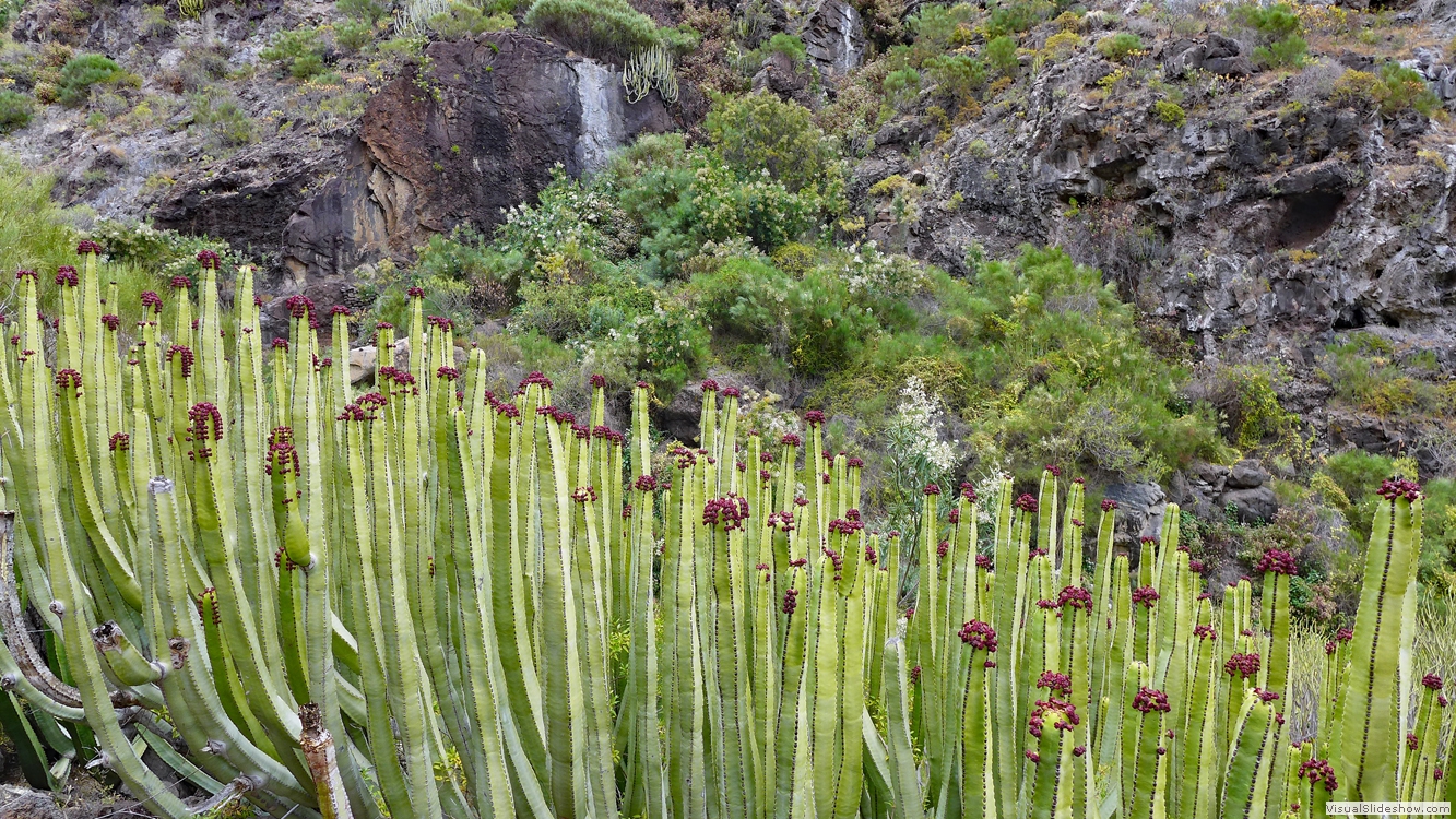 Tenerife Anaga 1