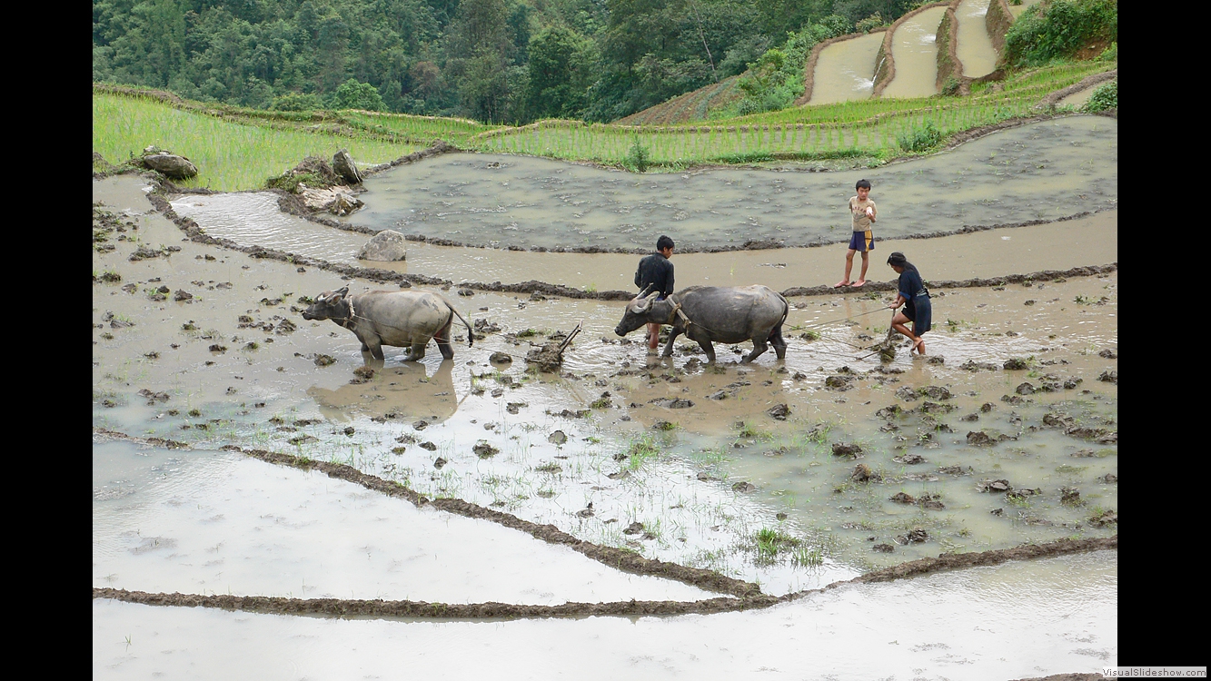 Sapa 1